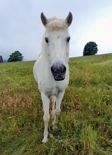 Nös, die Stute mit der weissen Schnippe