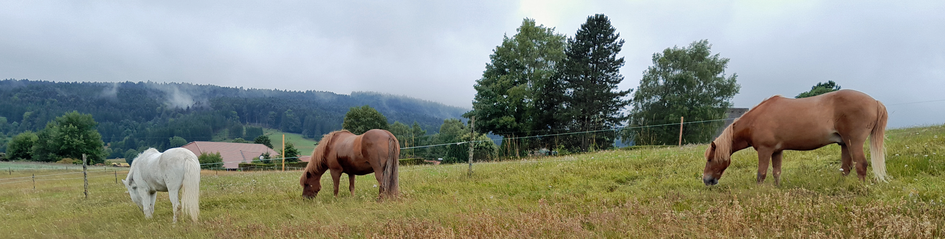 Die Gründerin der Ponyvilla Kunterbunt